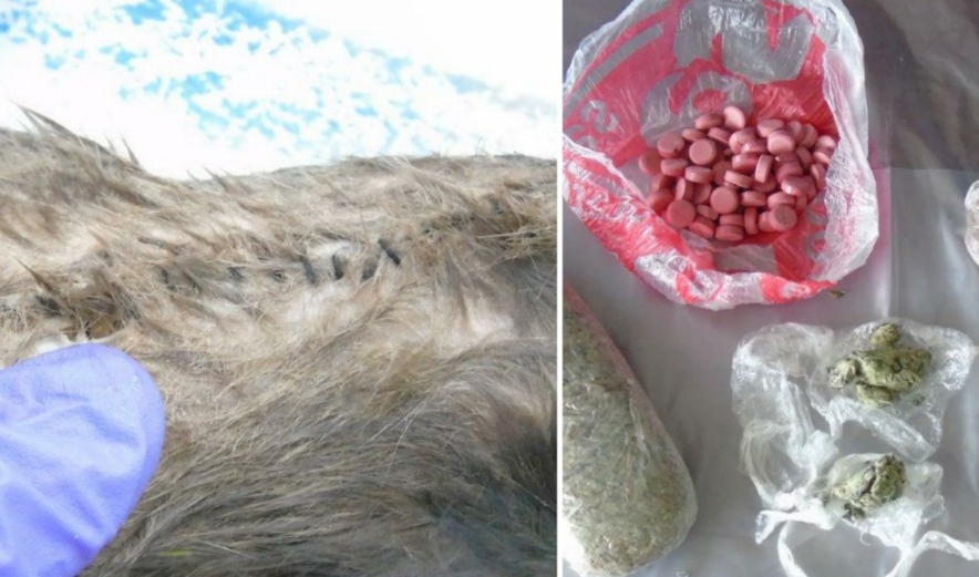 Kriminelët mbushin minjtë e ngordhur me drogë e telefona për t’i kontrabanduar në burg