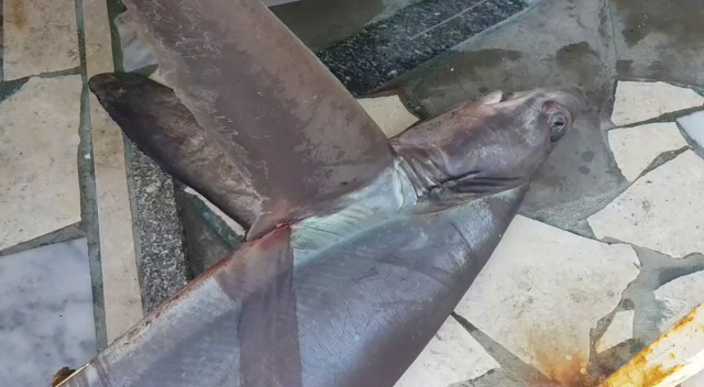 Peshkaqeni i rrallë bie në rrjetat e peshkatarëve (FOTO)