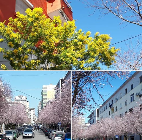‘Shpërthen’ pranvera në Durrës (FOTO)