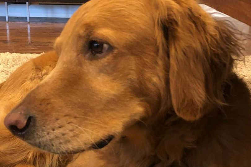 Qeni hero shpëton familjen nga zjarri