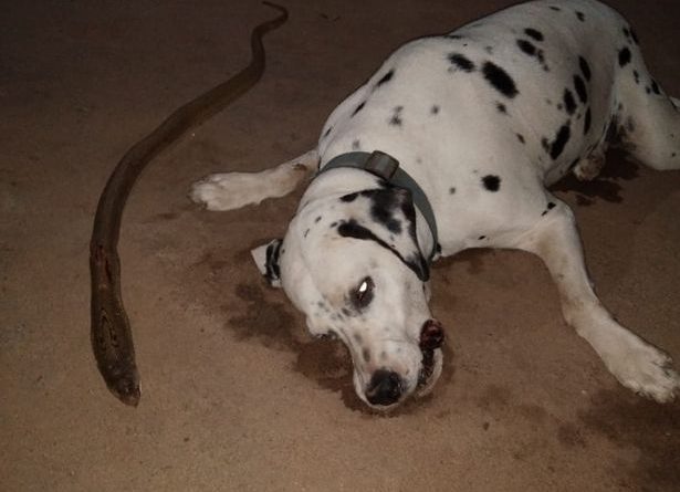 Besnik deri në vdekje!