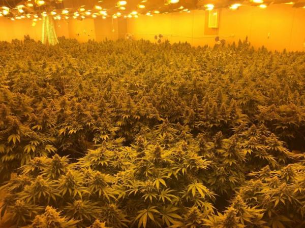 Do të fitonin 500 mijë euro nga laboratori i kanabisit, arrestohen 4 shqiptarë (FOTO & VIDEO)