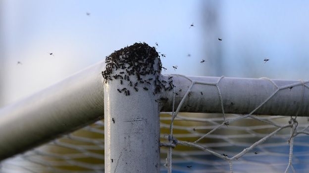 Bletët ndërpresin ndeshjen në Argjentinë