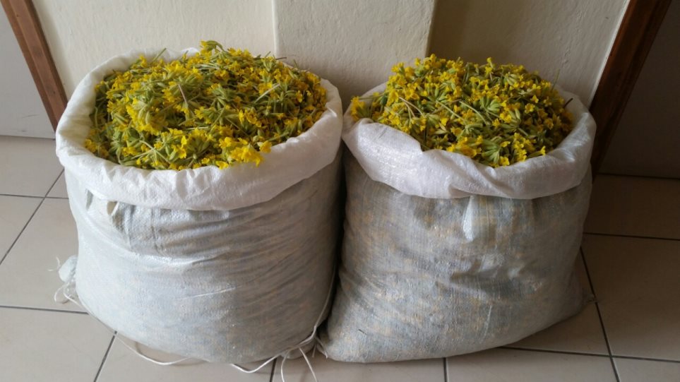 Dy shqiptarë arrestohen duke mbledhur bimë medicinale