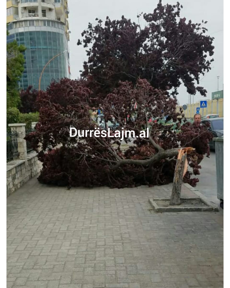 Era e fortë thyen pemët në Durrës (FOTO)