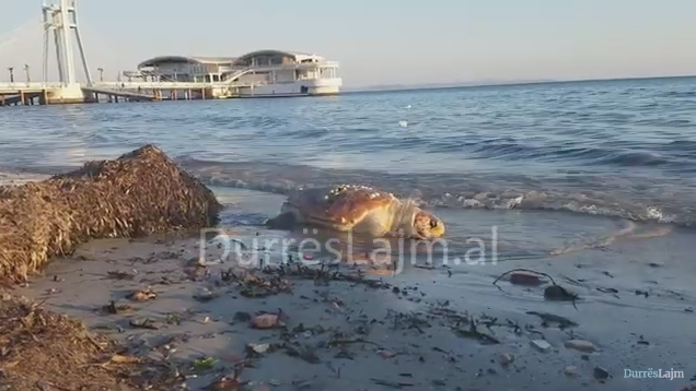 Një tjetër breshkë shumëvjeçare del në bregdetin e Durrësit (VIDEO)