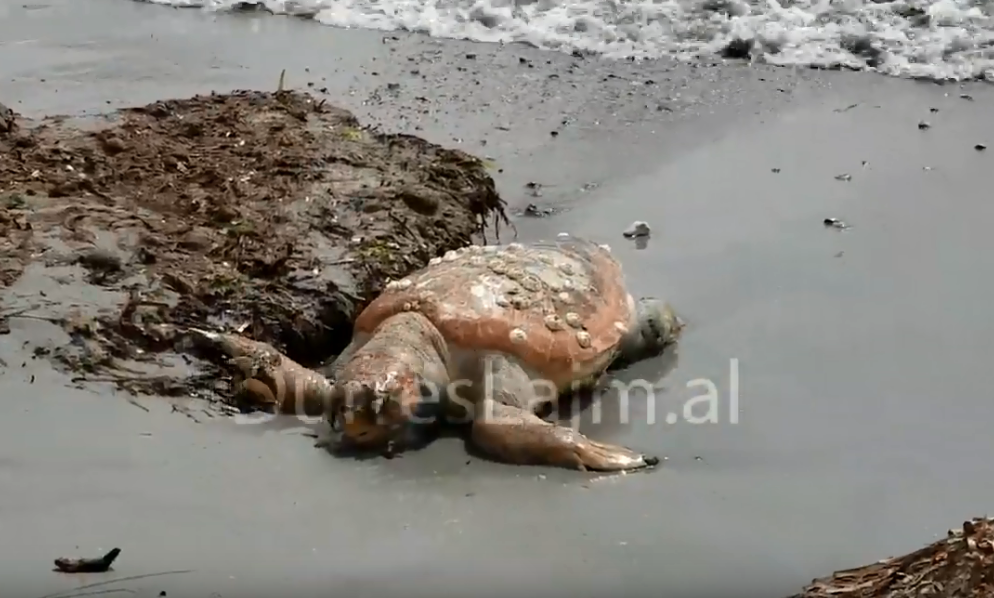 Prej ditësh breshka e ngordhur dekompozohet në shëtitoren “Taulantia” dhe askush nuk vepron!(VIDEO)