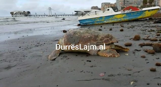 Durrës, dallgët nxjerrin në breg breshkën shumëvjeçare (VIDEO)