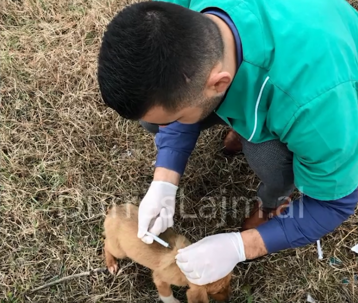 Nis vaksinimi i qenve endacakë në Durrës (VIDEO)