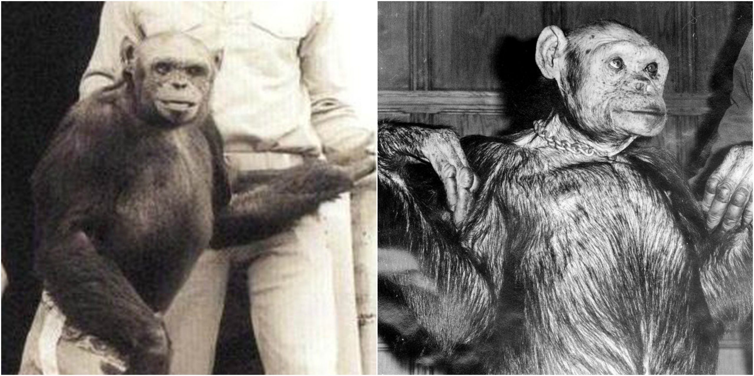 Shkencëtari: Doktorët vranë majmunin e përzier me njeri