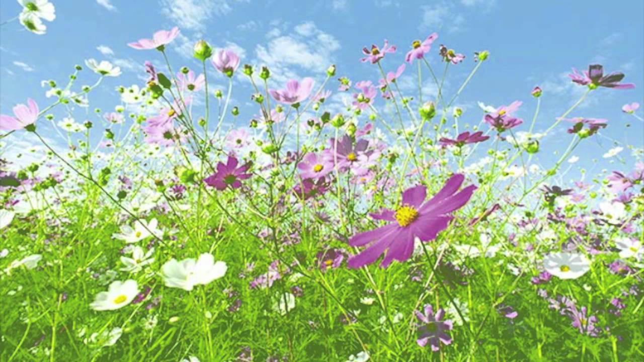 Parashikimi i motit, e enjte 25 prill