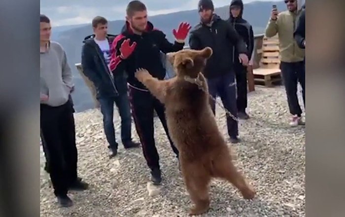 Nurmagomedov gjen rivalin e preferuar, tjetër duel me ariun (VIDEO)