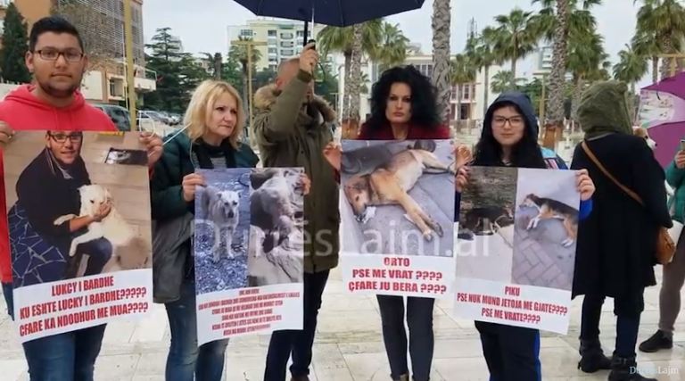 “Dora e panjohur po vret qentë në Durrës”, protestë para bashkisë për mbrojtjen e endacakëve (VIDEO)
