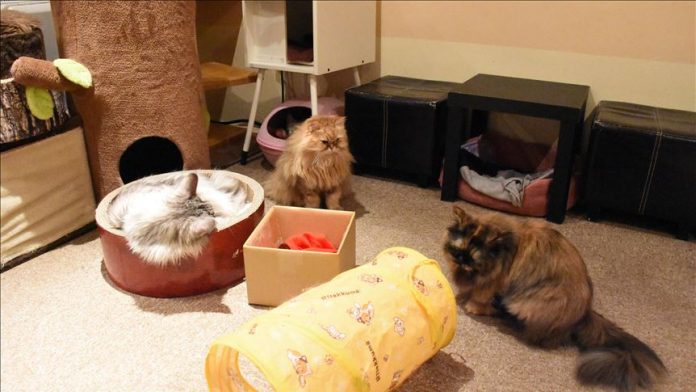 Kur lokalin e ndan me… macet!