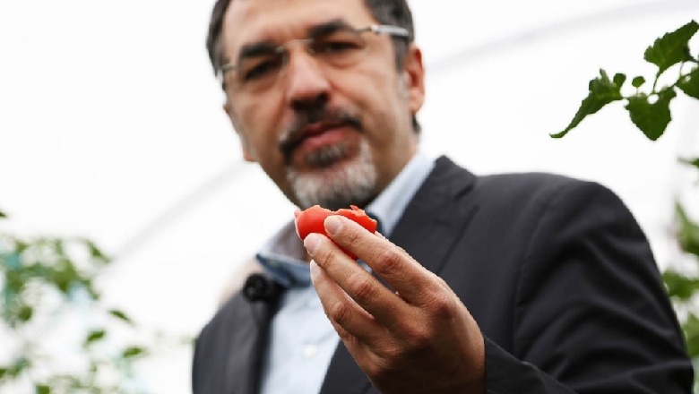 Ministri Çuçi në serë duke provuar domatet: 100 % të shijshme e të sigurta! S’kanë lidhje me hormonet