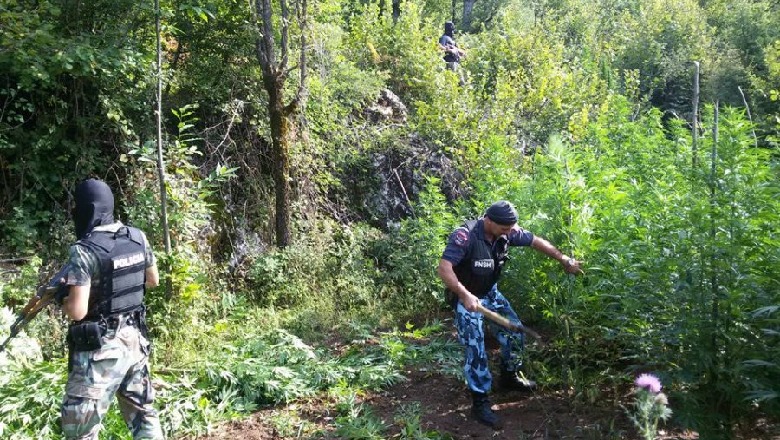 Zbulohen katër parcela kanabisi në Memaliaj, shoqërohet kryeplaku