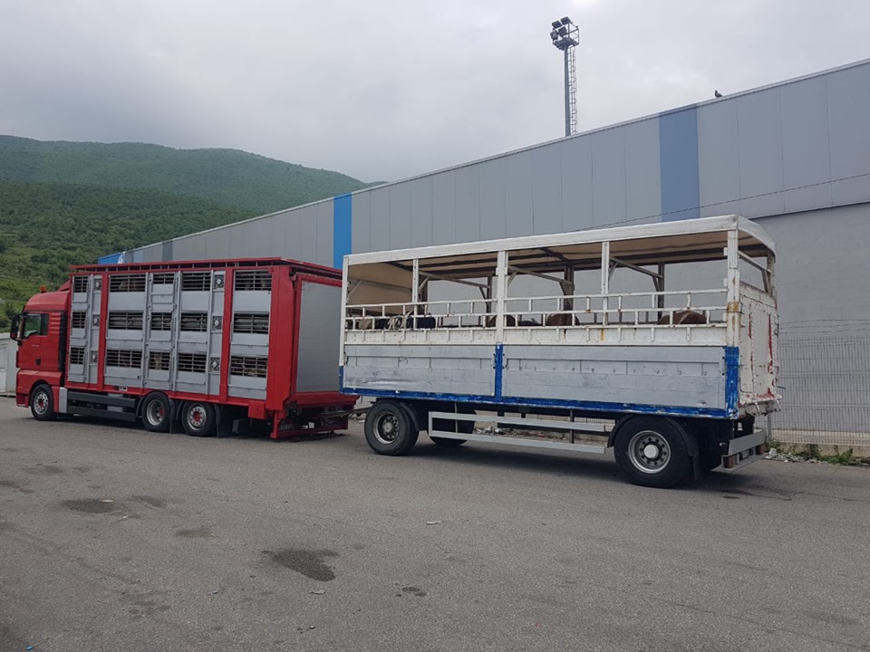 AKU bllokon në kufi 24 tonë kripë nga Austria dhe 42 krerë viça për therje nga Serbia