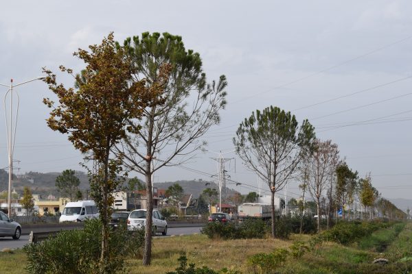 Mbi 5500 euro për një pishë: Kontrata e Bashkisë së Tiranës nën hetim nga Prokuroria