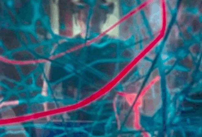 Pse klonimi nuk do të përdoret kurrë tek njerëzit