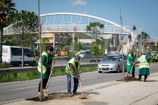 Bashkia mbjell 500 pemë përgjatë rrugës dytësore Tiranë-Kashar