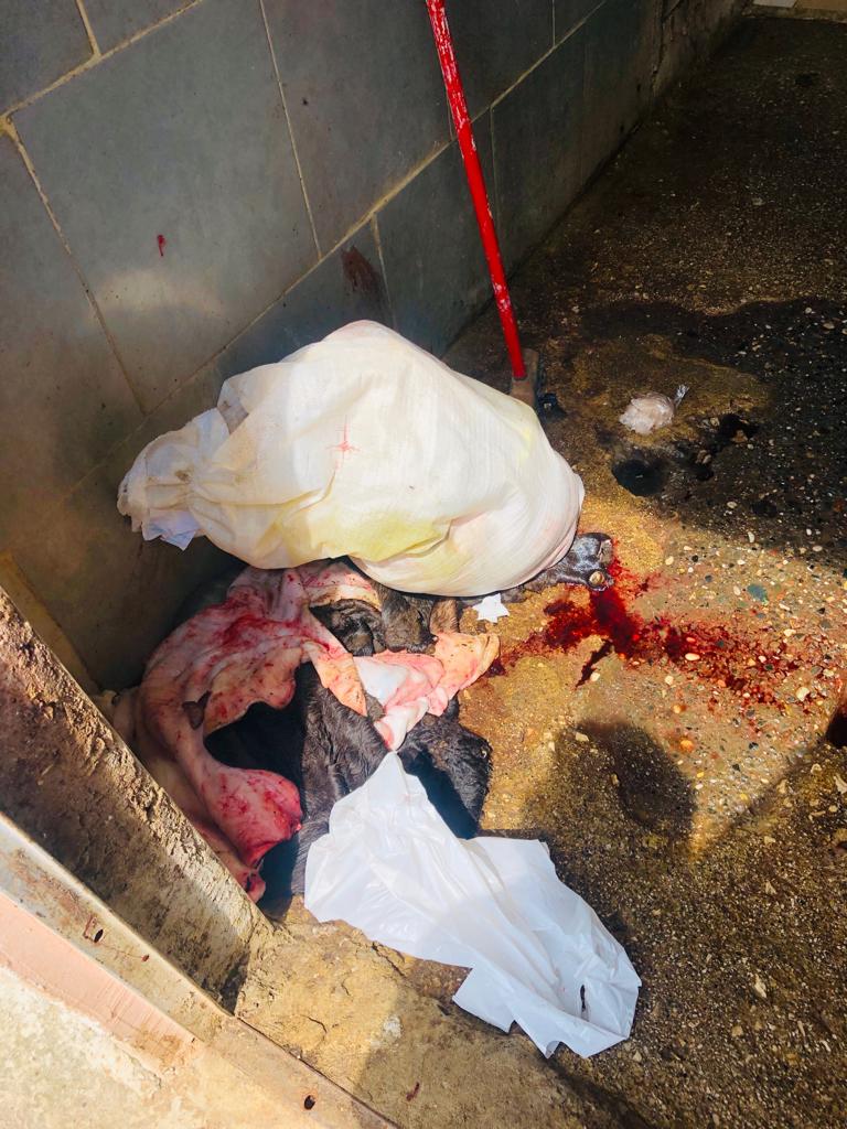 AKU bllokon 257 kg mish në Durrës, procesi kryhej në kushte të tmerrshme (FOTO)