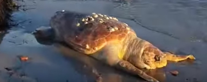 Një tjetër breshkë e ngordhur del në bregdet