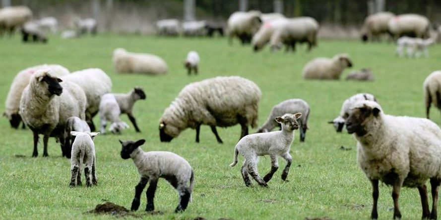 Shpirt rebelimi nё Francё, por me humor. Delet nё shkollё