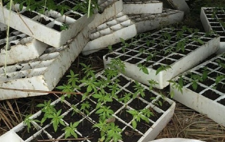 Kultivuan kanabis, arrestohen dy persona në Memaliaj