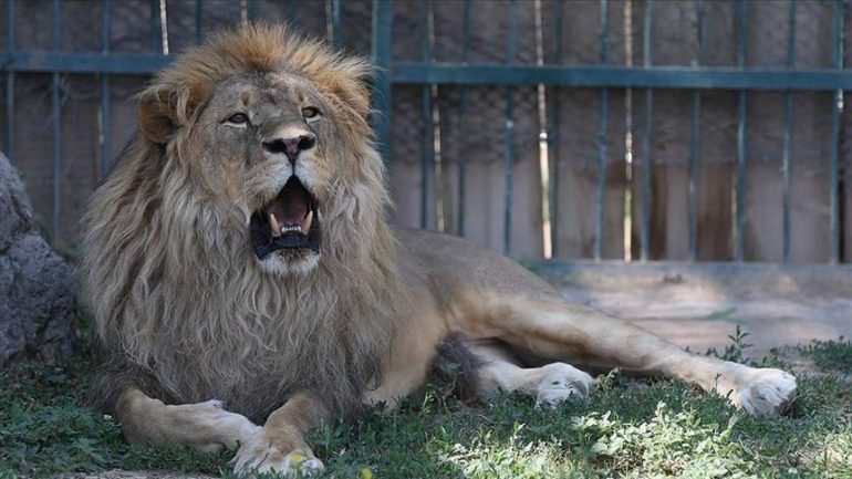 Luanët sulmojnë punonjësin e kopshtit zoologjik