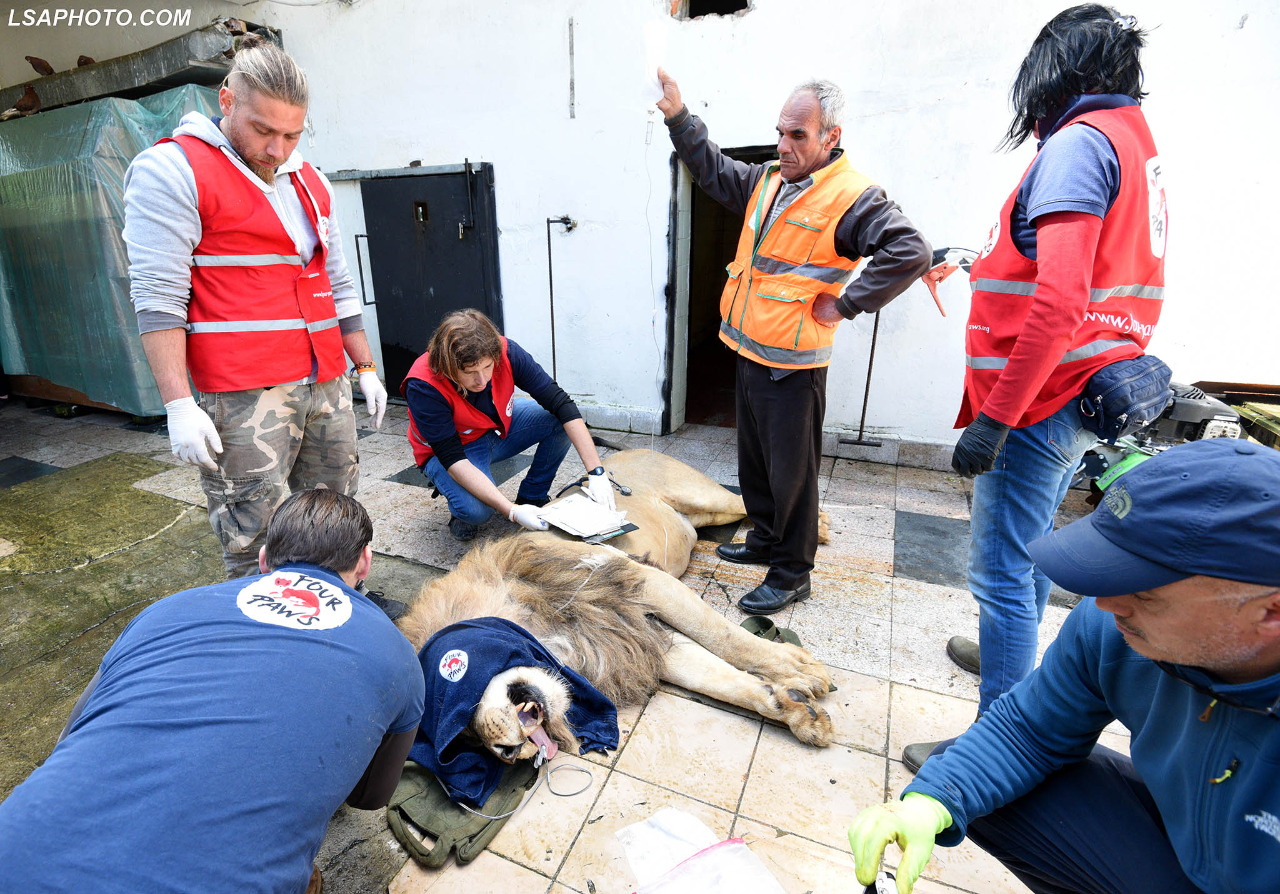 Nisen drejt Holandës luanët e Fierit