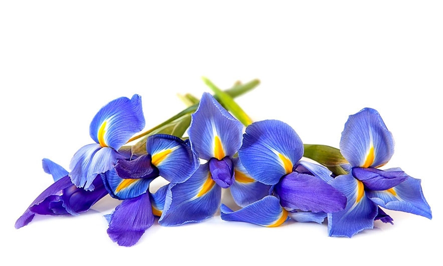 Parfumet e pranverës? Plot jetë, të ngrohta dhe afrodiziake