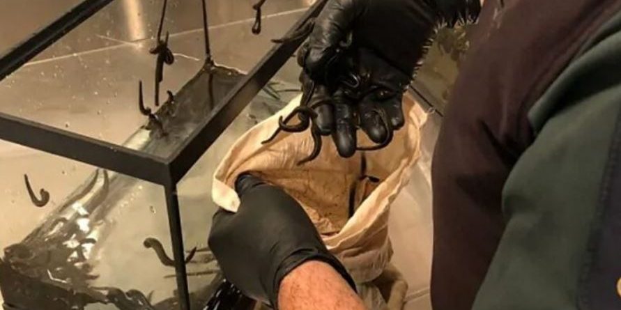 Bllokohet në aeroport një valixhe e pazakontë