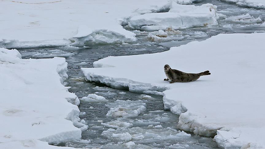 Zbulimi në Groendlandë që lumturoi shkencëtarët