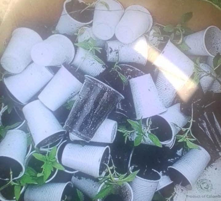 Arrestohet 40-vjeçari, po kultivonte kubikë dhe fidanë kanabisi