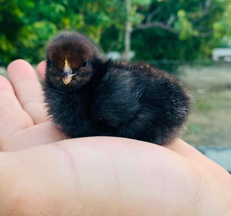 Saimir Tahiri reagon për përgjimet e “BILD”: Ndjesë çdo qytetari…