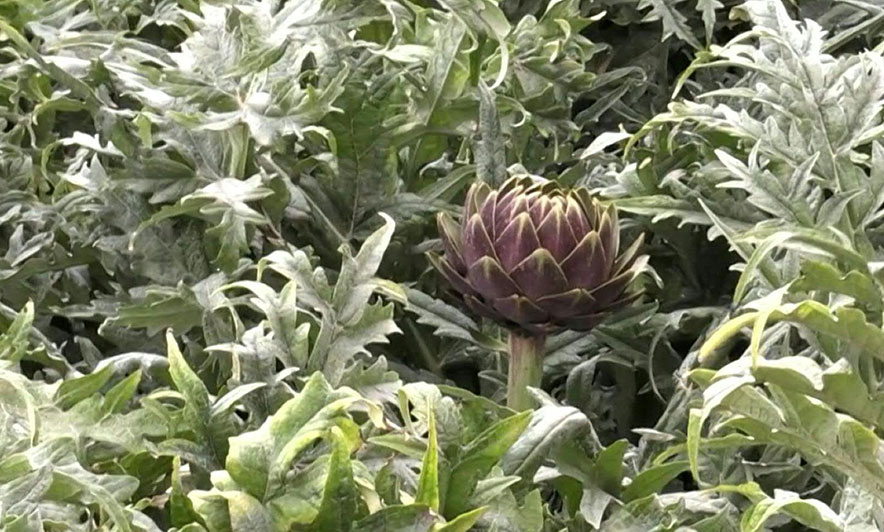 Katar, shkretëtira “kthehet” në tokë bujqësore
