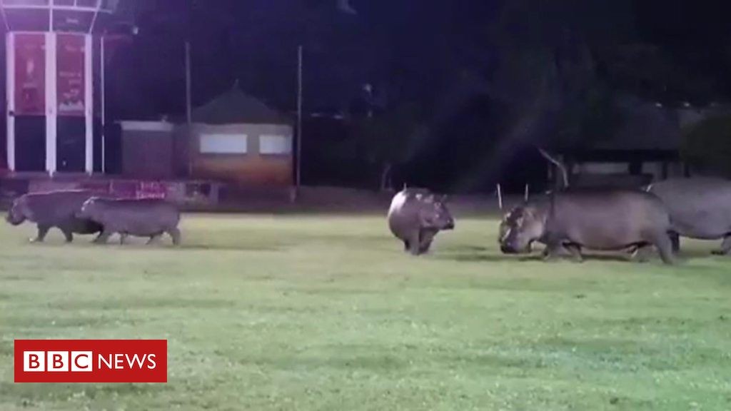 Mbërrijnë hipopotamët, lojtarët braktisin fushën të frikësuar