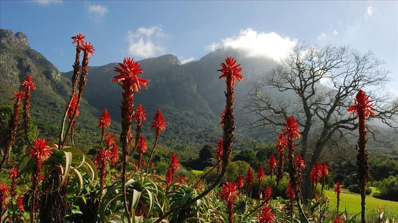 OKB raporton se një milionë lloje bimësh e kafshësh kërcënohen nga zhdukja