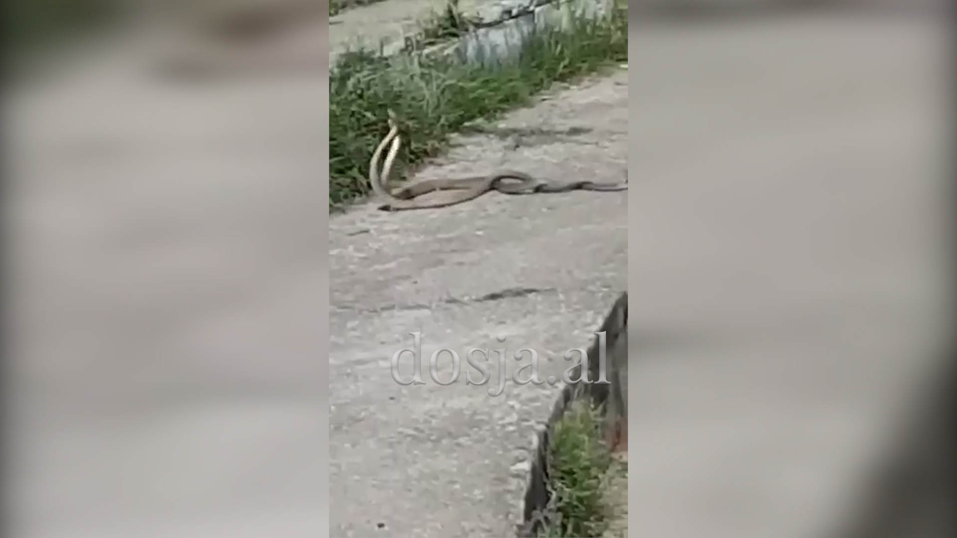 Gjarpërinjtë dhurojnë “kërcim dashurie” në stadiumin e Kukësit (VIDEO)