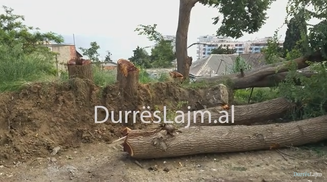 Prerjet e pemëve në Kodër Vilë, banorët: Gati të hyjmë në grevë urie për të ndaluar punimet (VIDEO)