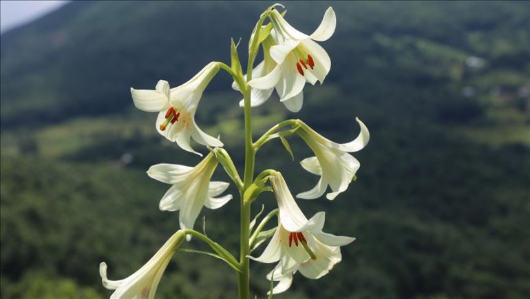 Kush këput zambakun “Mis/Akkuş” gjobë mbi 9 mijë euro në Turqi
