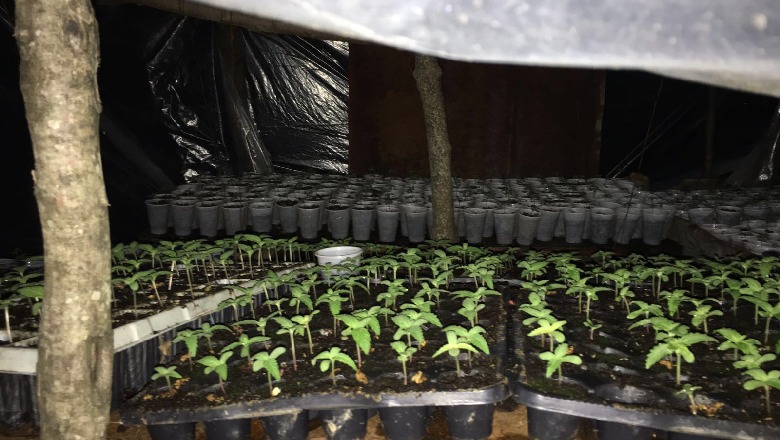 Kishin mbjellë 750 kubikë kanabis, pranga dy vlonjatëve