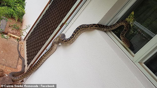 Pitoni 3 metra e gjysmë i gjatë i troket në dritare, tmerrohet gruaja (FOTO)