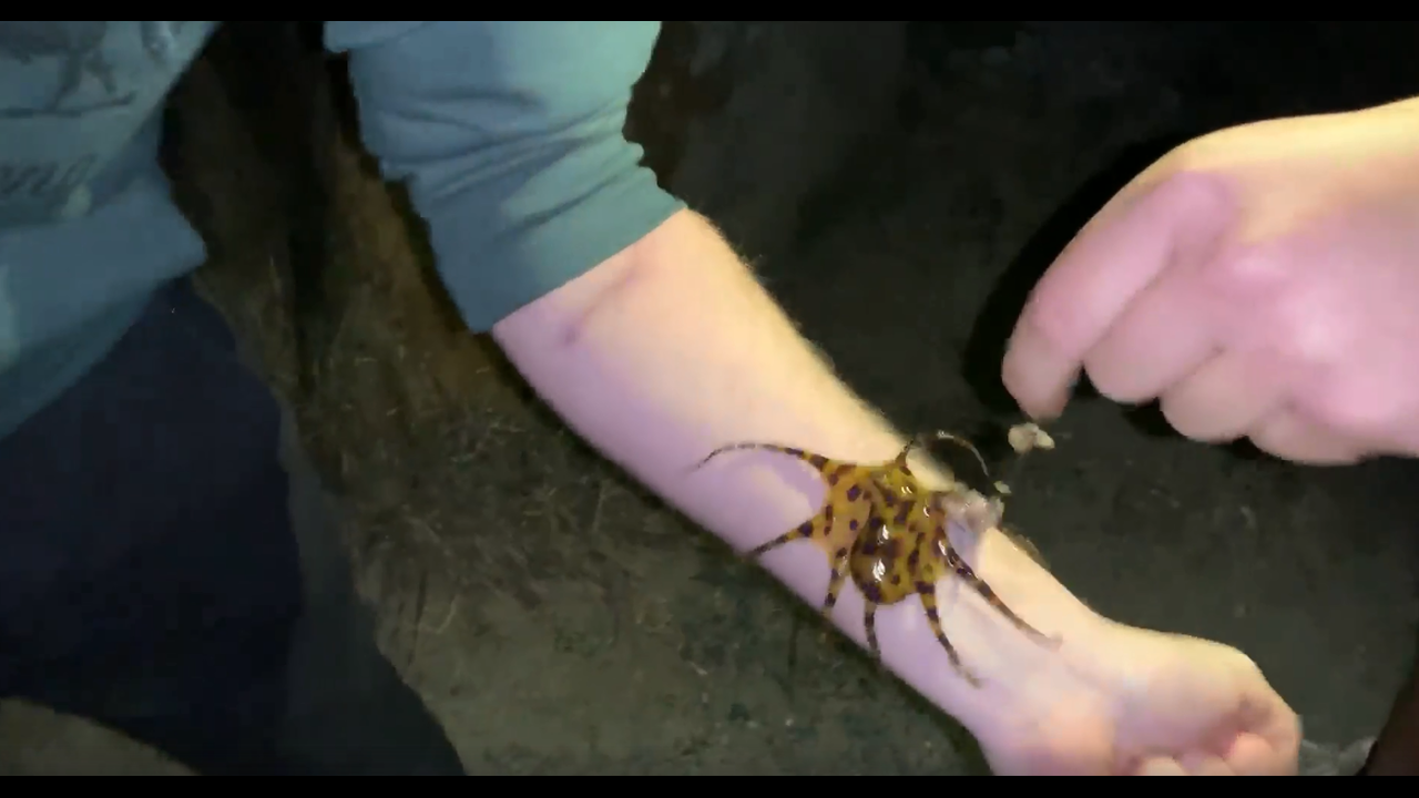 Oktapodi që mund të vrasë 26 njerëz në pak minuta (VIDEO)