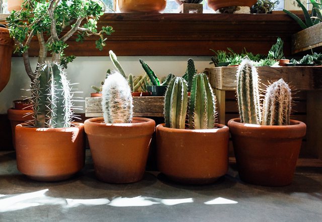 Disa truke të thjeshta si të kujdeseni për lulet në periudhën më të nxehtë të vitit