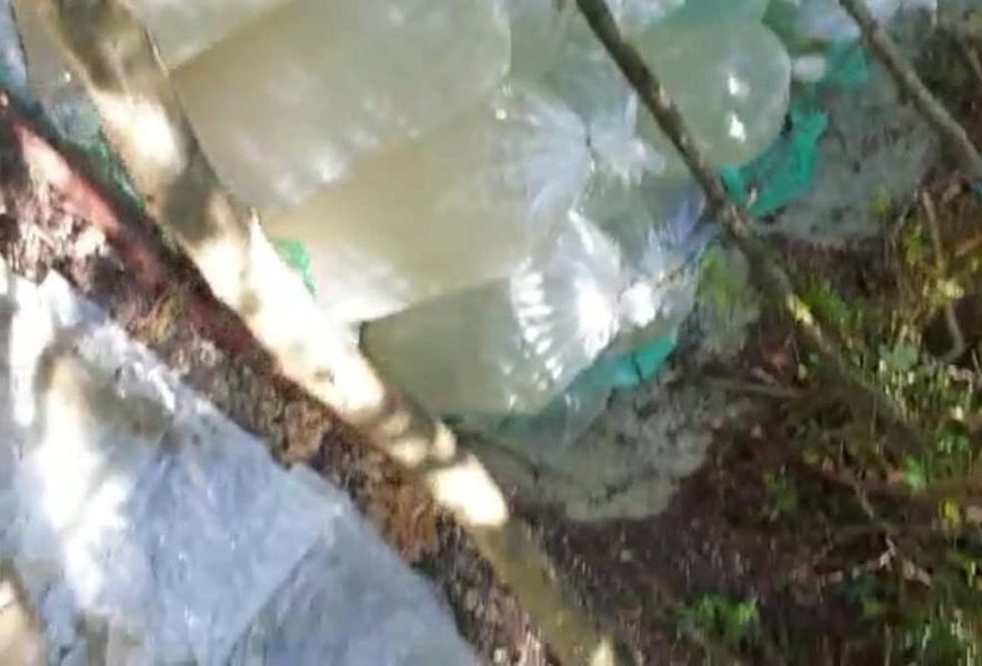 Operacion kundër kanabisit në pyll, pranga 2 vëllezërve, i treti në kërkim