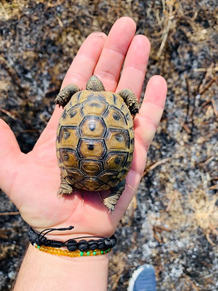 Tahiri tjetër mesazh pas vendimit të gjykatës: Me avash se Breshka…