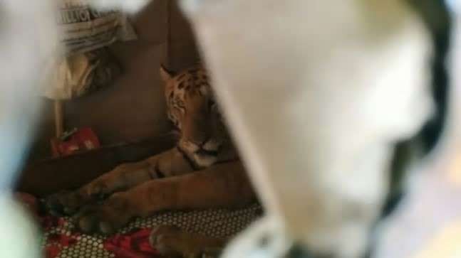 Kur vizitorë të paftuar të vijnë në shtëpi! (FOTO)