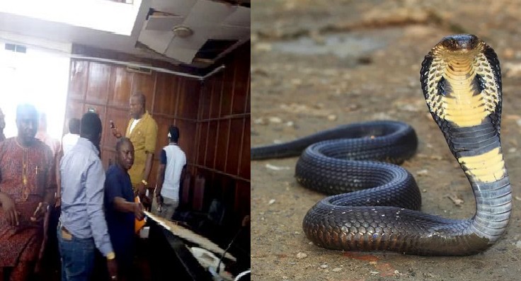 Gjarpri gjigand bie nga çatia e parlamentit, deputetët braktisin seancën (FOTO)
