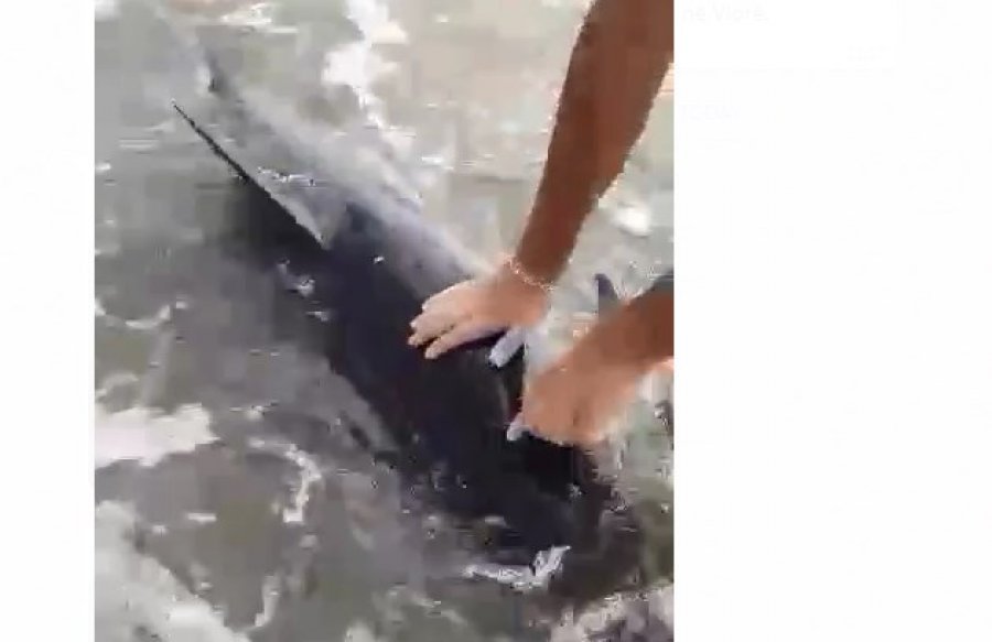 Katër delfinë ngecin në breg në Vlorë, i ndihmojnë pushuesit